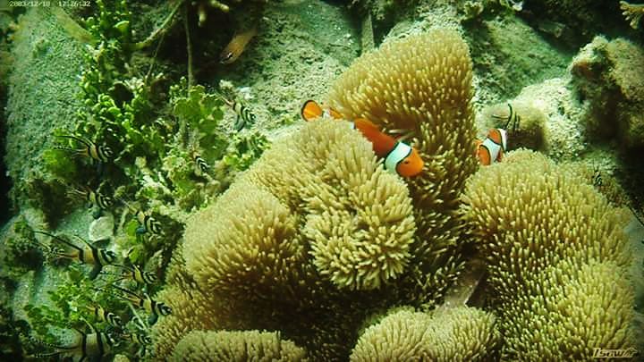 14064277_1779633732283741_3070057567351718476_n